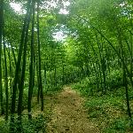 ���ɽ���